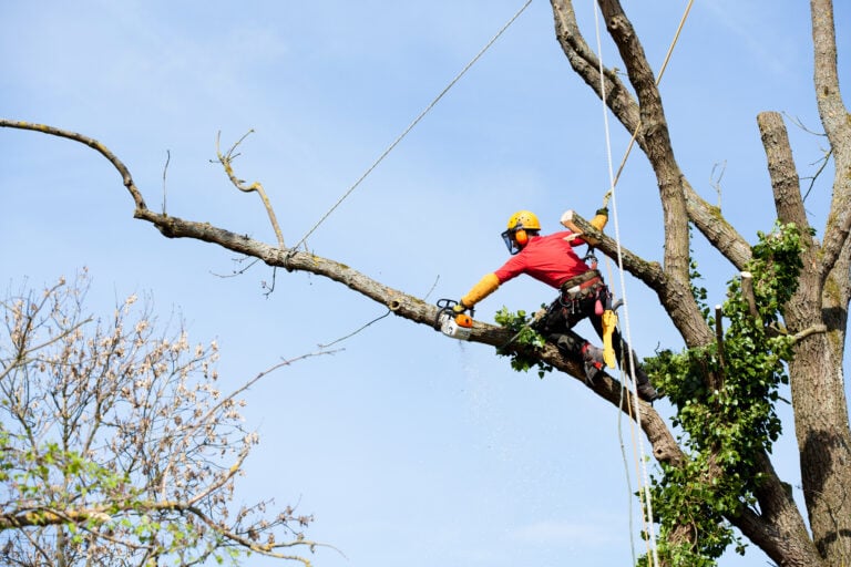 Tree worker in safety gear uses a chainsaw to cut a large branch while roped high in a tree, set against a clear blue sky.