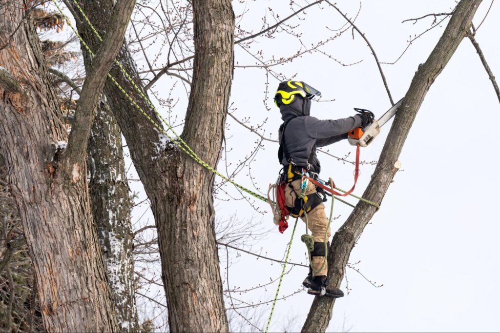 Arborist in safety gear cuts a high tree branch with a chainsaw, using ropes for security—perfect for tree service marketing.