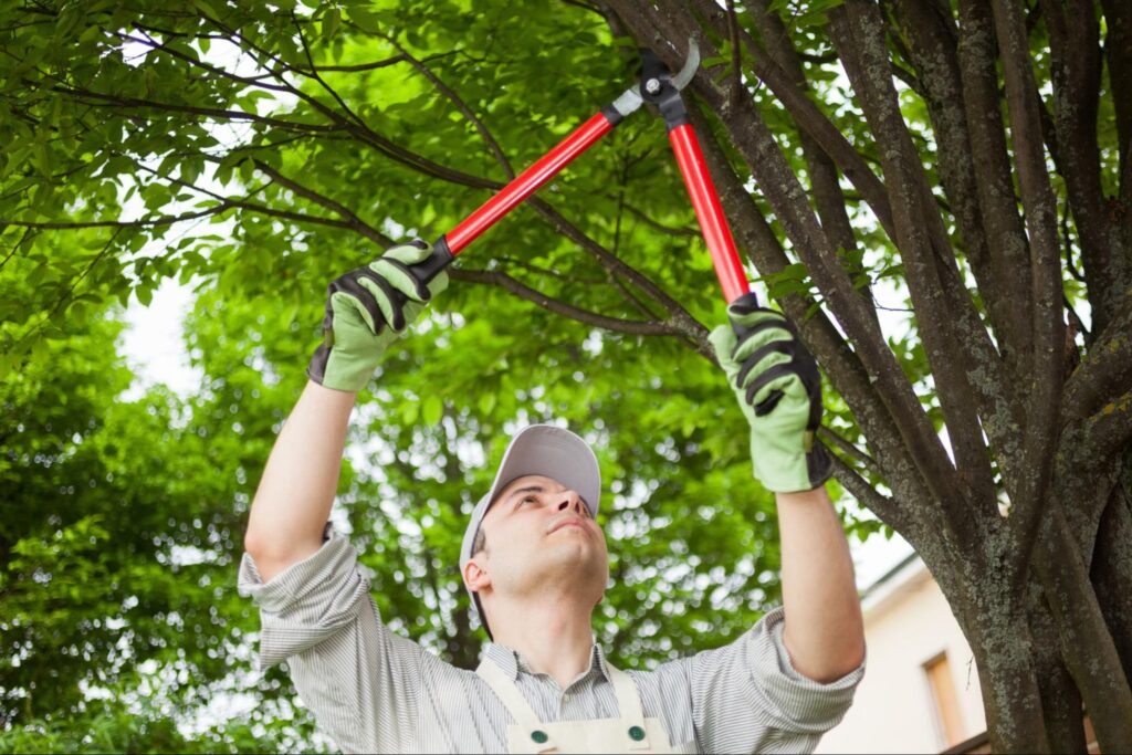 Person in gloves, cap, and striped shirt trims tree branches with red-handled loppers outdoors—ideal for Hook Agency marketing.