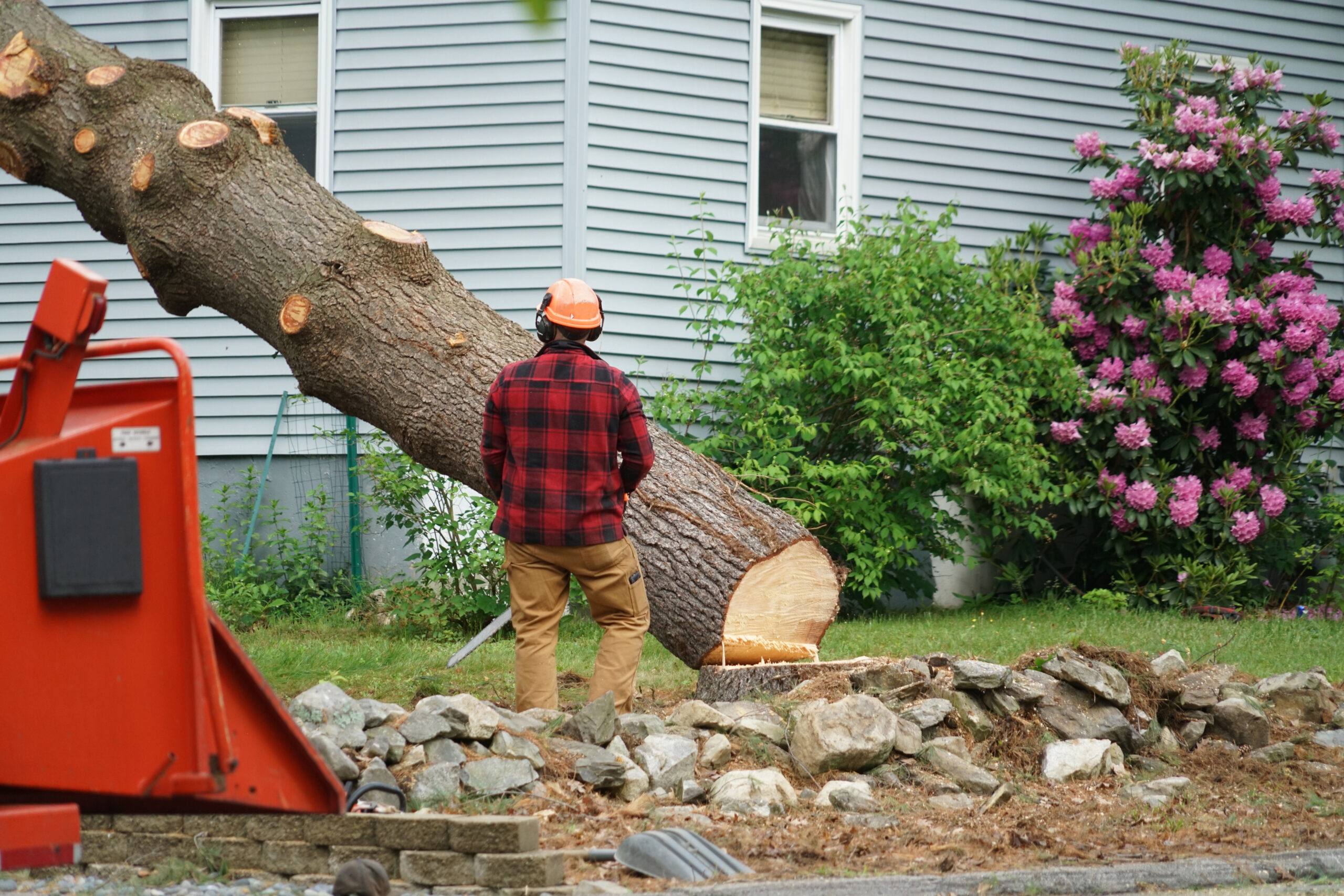 A professional arborist, dressed in a red and black plaid jacket and orange helmet, expertly demonstrates tree service techniques next to a freshly cut tree trunk. The work site is accentuated by a well-maintained garden featuring purple flowering bushes and a decorative rock pile in front of a gray house.