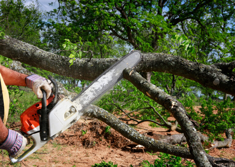Under a clear blue sky, a professional expertly operates a chainsaw to trim a large tree branch, demonstrating top-notch tree service.