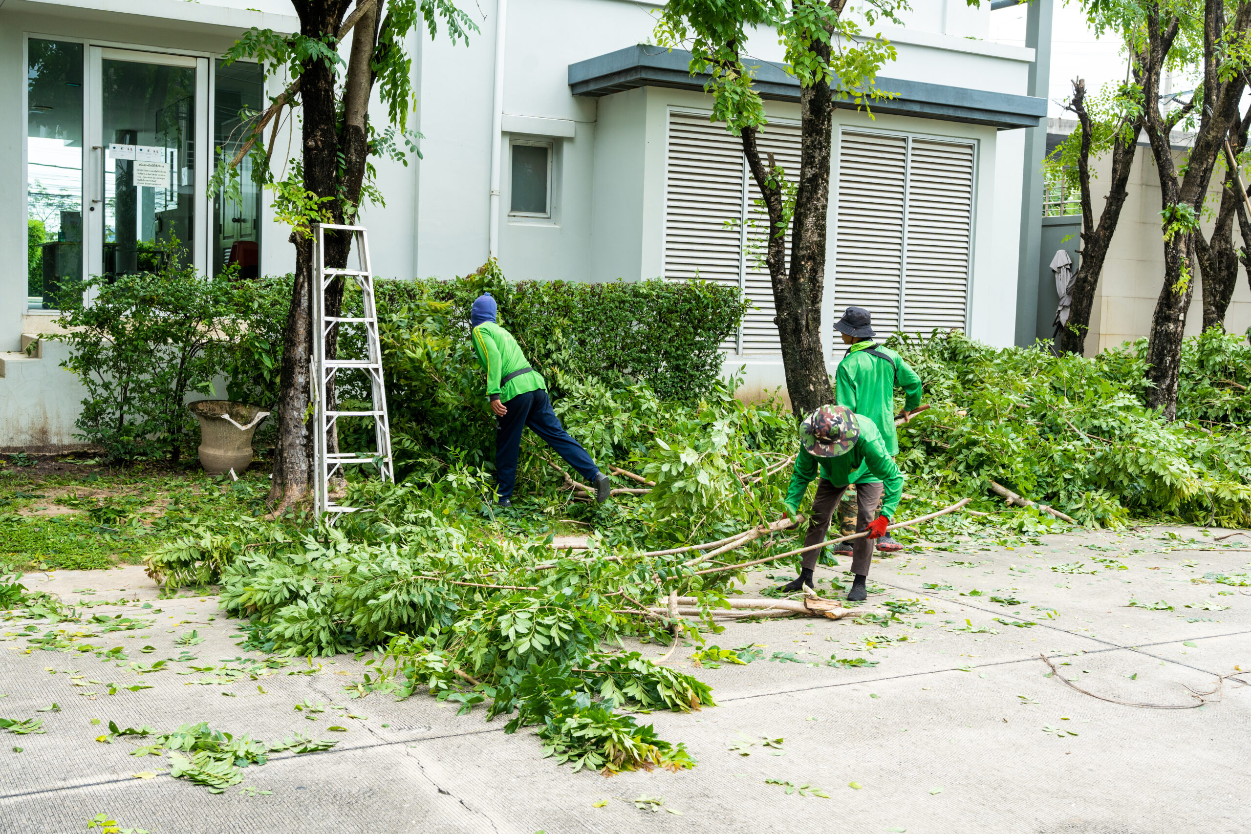 Three workers in green uniforms expertly trim tree branches in front of a building. A ladder leans against one tree, with trimmed branches and leaves neatly scattered on the ground.