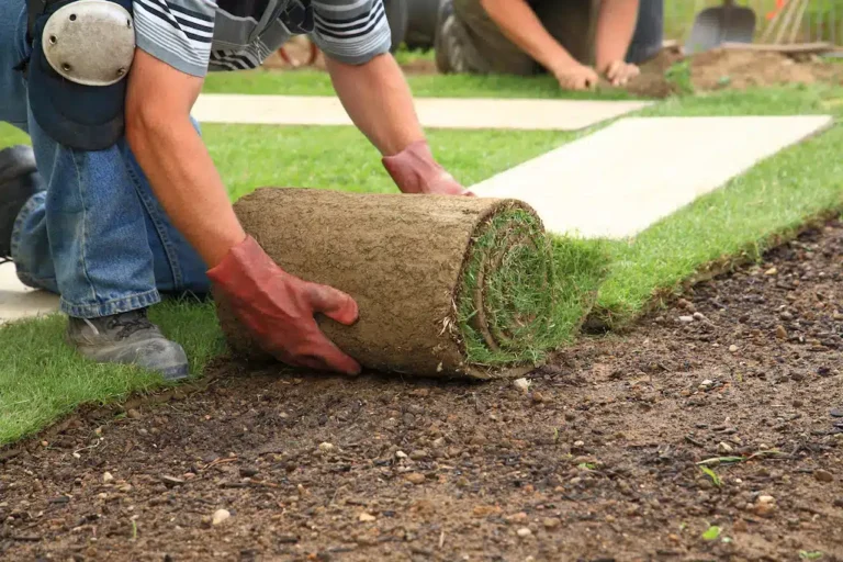 Landscaper rolling out sod